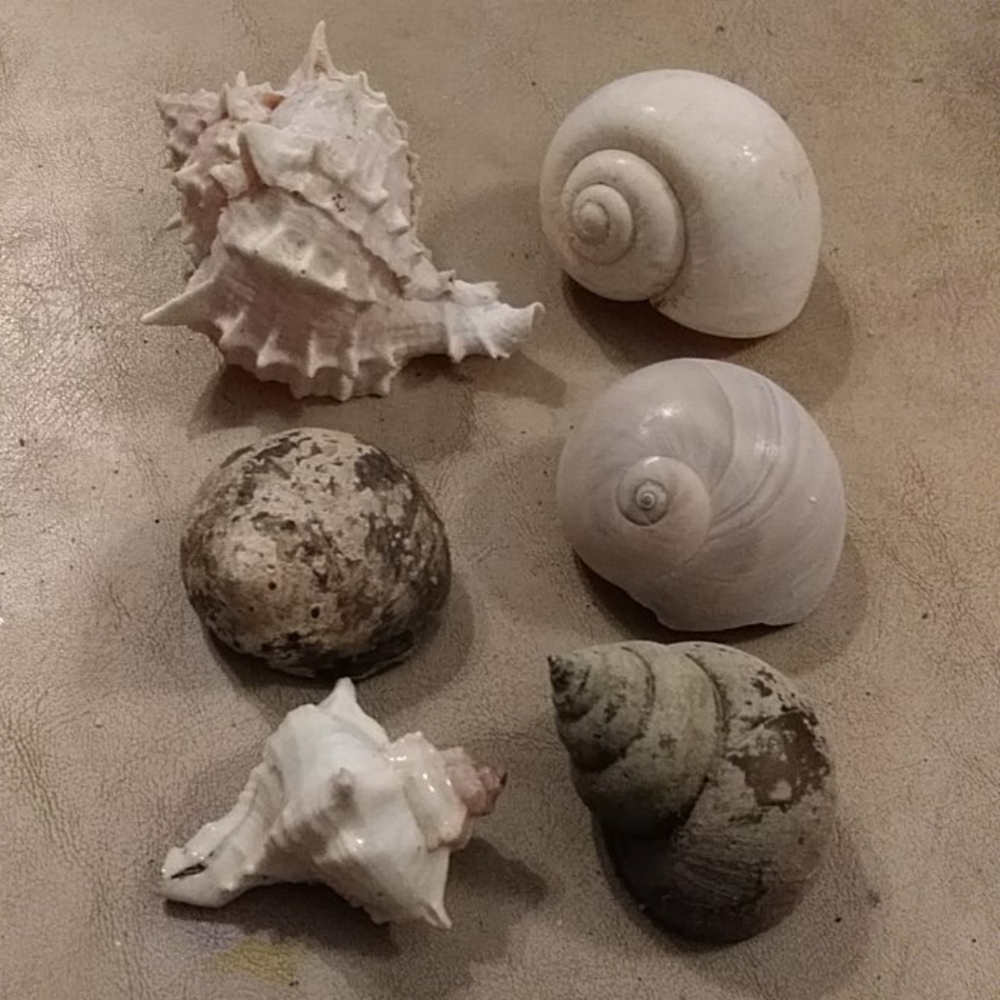 6 Hermit crab shells.